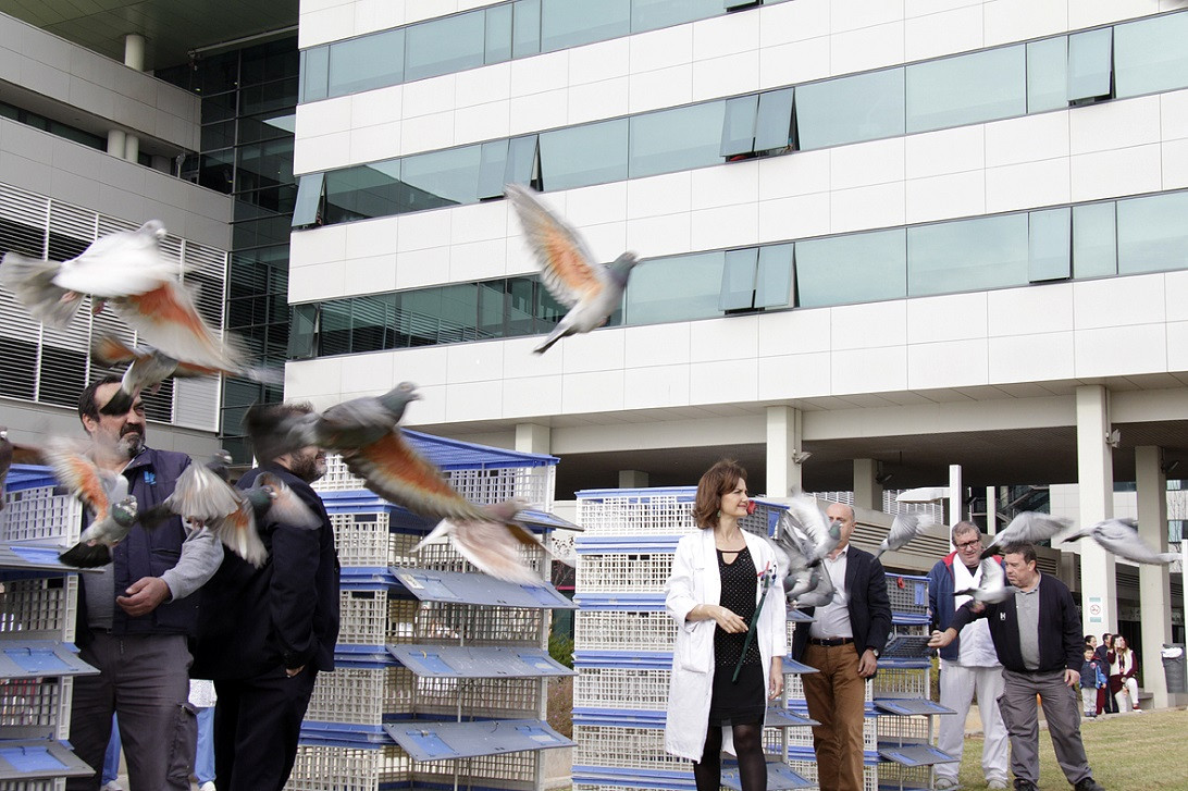 Esta imagen ilustra que: Son Espases celebra el Dia Escolar de la No-violència i la Pau amb una amollada de coloms missatgers